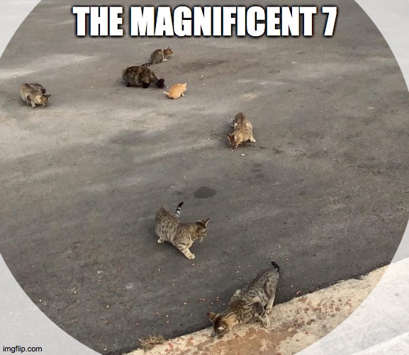 Stray cats eating | THE MAGNIFICENT 7 | image tagged in the magnificent seven,stray,eating,food,sex,magic | made w/ Imgflip meme maker