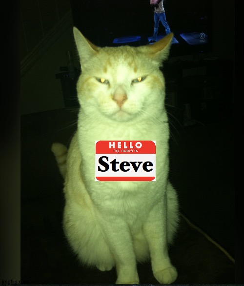 Hi my name is Steve |  Steve | image tagged in steve the cat,name,2020,weed,badass,high | made w/ Imgflip meme maker