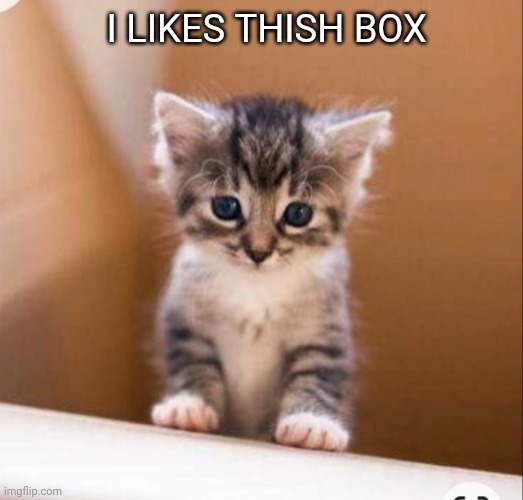 Thish me box | I LIKES THISH BOX | image tagged in cute cat | made w/ Imgflip meme maker