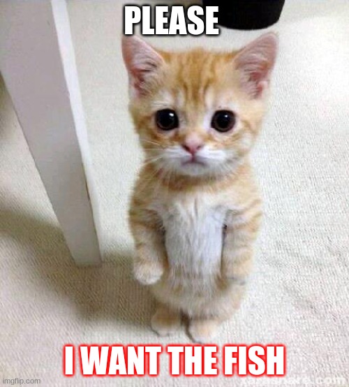fish | PLEASE; I WANT THE FISH | image tagged in memes,cute cat | made w/ Imgflip meme maker
