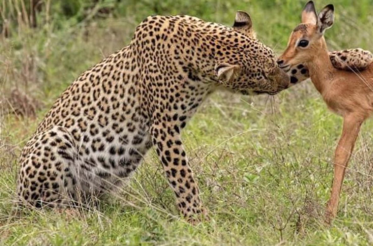 Original Cheetah Petting Deer Meme. 