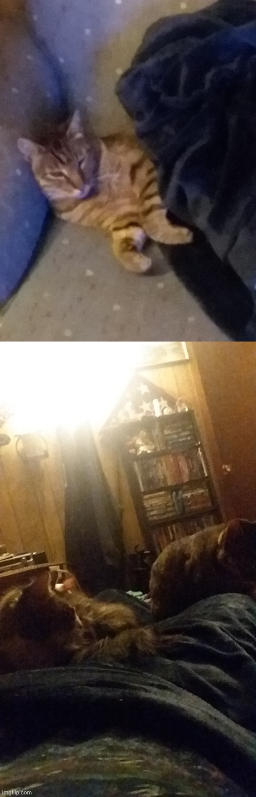 More cats, one is mine, one is a pic from my friend | image tagged in caaaattttssss | made w/ Imgflip meme maker