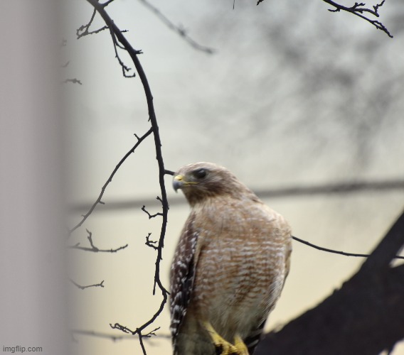 taken through my storm door glass out my front door. | image tagged in red tail hawk,kewlew | made w/ Imgflip meme maker