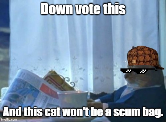 I Should Buy A Boat Cat | Down vote this; And this cat won't be a scum bag. | image tagged in memes,i should buy a boat cat | made w/ Imgflip meme maker