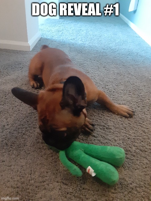 Dog reveal 1 | DOG REVEAL #1 | image tagged in memes | made w/ Imgflip meme maker