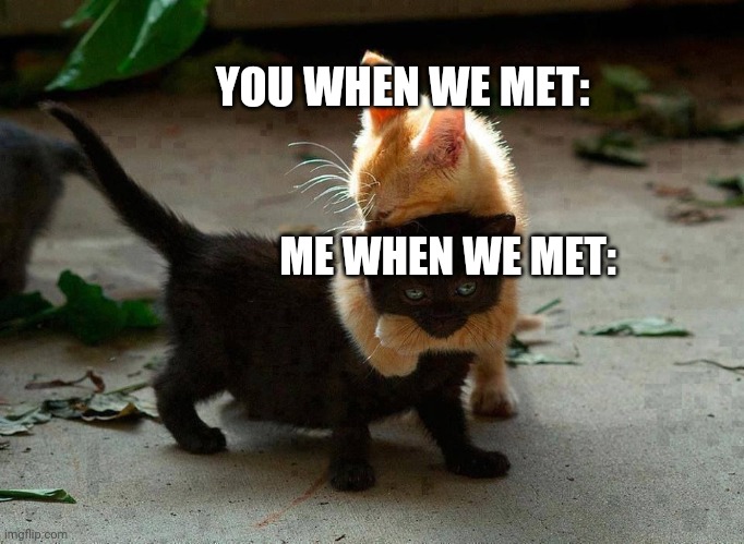 kitten hug | YOU WHEN WE MET: ME WHEN WE MET: | image tagged in kitten hug | made w/ Imgflip meme maker