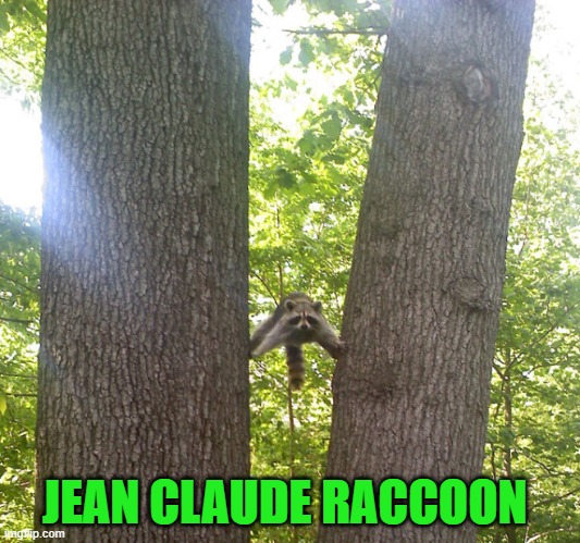 JEAN CLAUDE RACCOON | JEAN CLAUDE RACCOON | image tagged in raccoon,tree | made w/ Imgflip meme maker