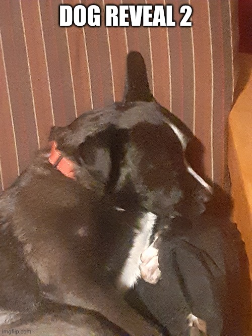 Dog reveal 2 | DOG REVEAL 2 | image tagged in memes | made w/ Imgflip meme maker