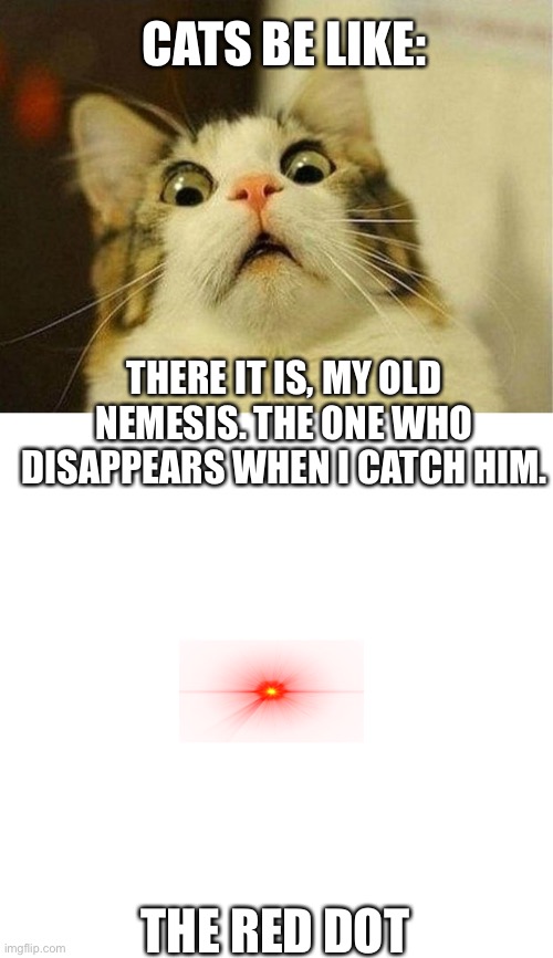 Scared Cat Meme GIFs