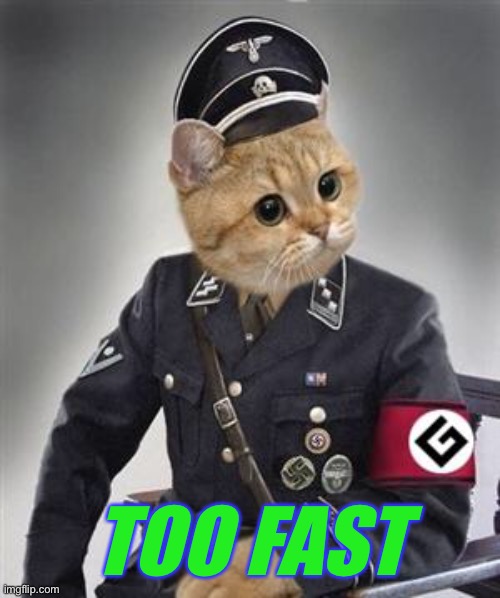 Grammar Nazi Cat | TOO FAST | image tagged in grammar nazi cat | made w/ Imgflip meme maker