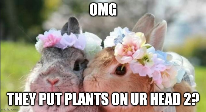Plant bunnies | OMG; THEY PUT PLANTS ON UR HEAD 2? | image tagged in bunny,plants,animals,funny | made w/ Imgflip meme maker