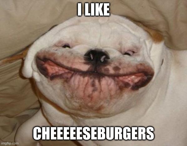 Ugly dog |  I LIKE; CHEEEEESEBURGERS | image tagged in ugly dog | made w/ Imgflip meme maker