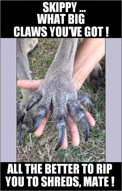 Be Afraid, Very Afraid, Of Skippy The Bush Kangaroo ! | SKIPPY ... WHAT BIG CLAWS YOU'VE GOT ! ALL THE BETTER TO RIP; YOU TO SHREDS, MATE ! | image tagged in be afraid,skippy,claws,frontpage | made w/ Imgflip meme maker
