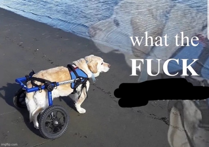 What the fuck is oatmeal | image tagged in what the fuck is oatmeal | made w/ Imgflip meme maker