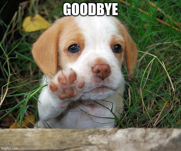 dog puppy bye | GOODBYE | image tagged in dog puppy bye | made w/ Imgflip meme maker