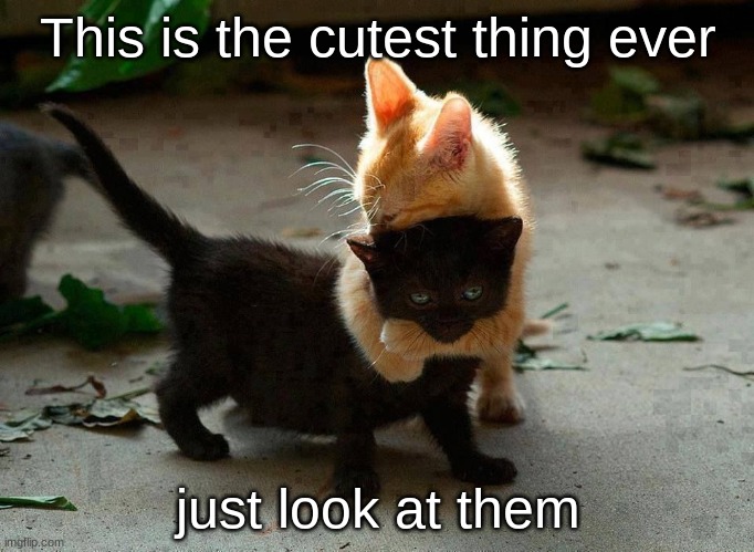 kitten hug | This is the cutest thing ever; just look at them | image tagged in kitten hug | made w/ Imgflip meme maker