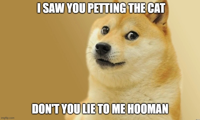 HOW DARE U | I SAW YOU PETTING THE CAT; DON'T YOU LIE TO ME HOOMAN | image tagged in funny,fun | made w/ Imgflip meme maker