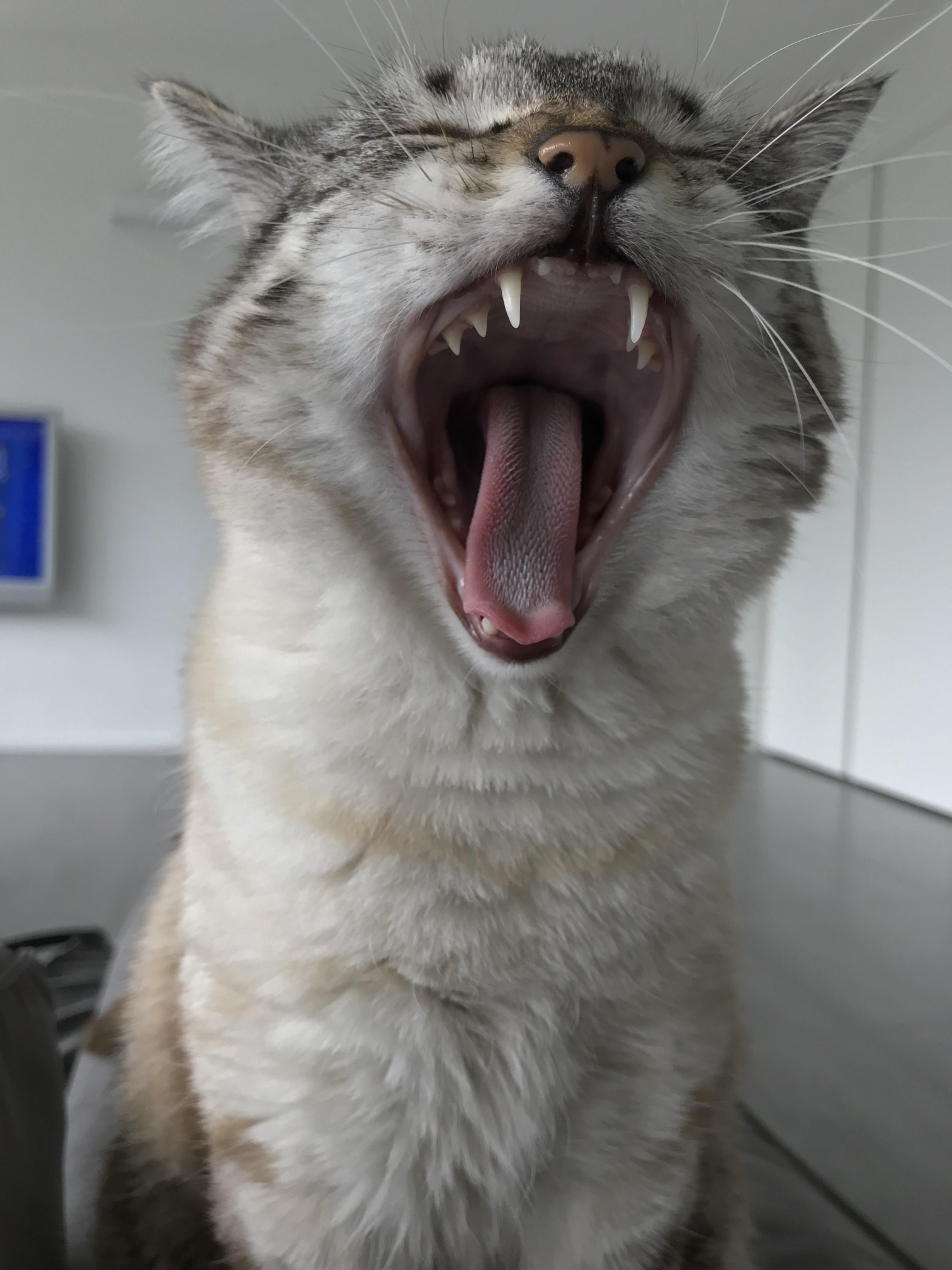 High Quality Yawning Cat Blank Meme Template