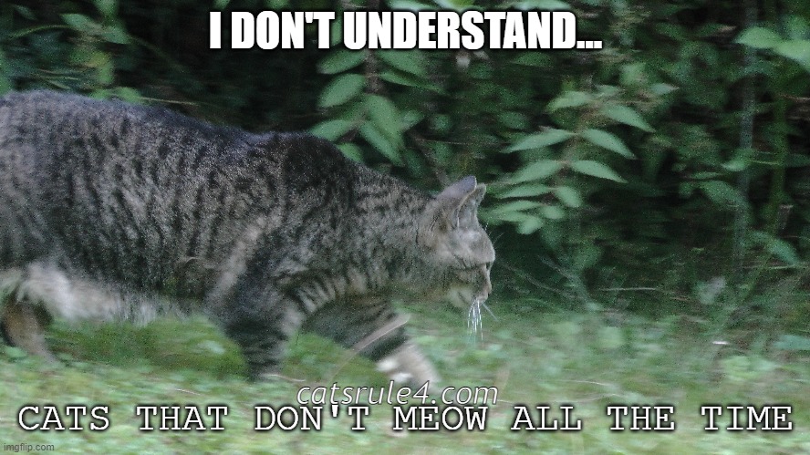 Meower: "I don't understand..." | I DON'T UNDERSTAND... CATS THAT DON'T MEOW ALL THE TIME; catsrule4.com | image tagged in cats | made w/ Imgflip meme maker
