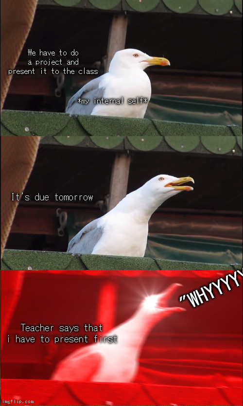 We have to do a project and present it to the class; *my internal self*; It's due tomorrow; "WHYYYYYYY; Teacher says that i have to present first | image tagged in seagull | made w/ Imgflip meme maker