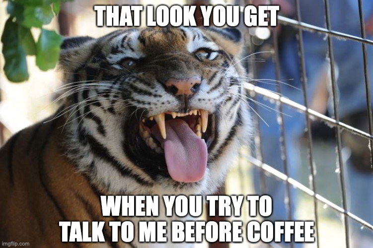Tiger - That look you get when you try to talk to me before coffee | THAT LOOK YOU GET; WHEN YOU TRY TO TALK TO ME BEFORE COFFEE | image tagged in tiger,coffee | made w/ Imgflip meme maker