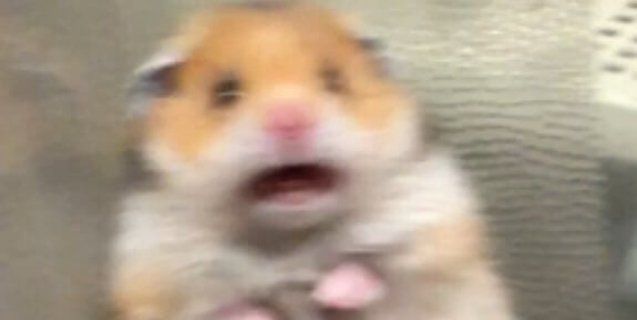 High Quality Screaming Hampster Blank Meme Template