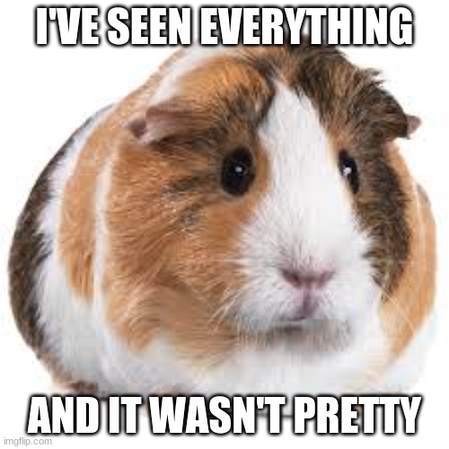 0 - 0 | I'VE SEEN EVERYTHING; AND IT WASN'T PRETTY | image tagged in scared guinea pig | made w/ Imgflip meme maker
