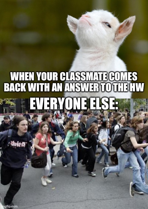 WHEN YOUR CLASSMATE COMES BACK WITH AN ANSWER TO THE HW; EVERYONE ELSE: | image tagged in proud baby goat,crowd running | made w/ Imgflip meme maker