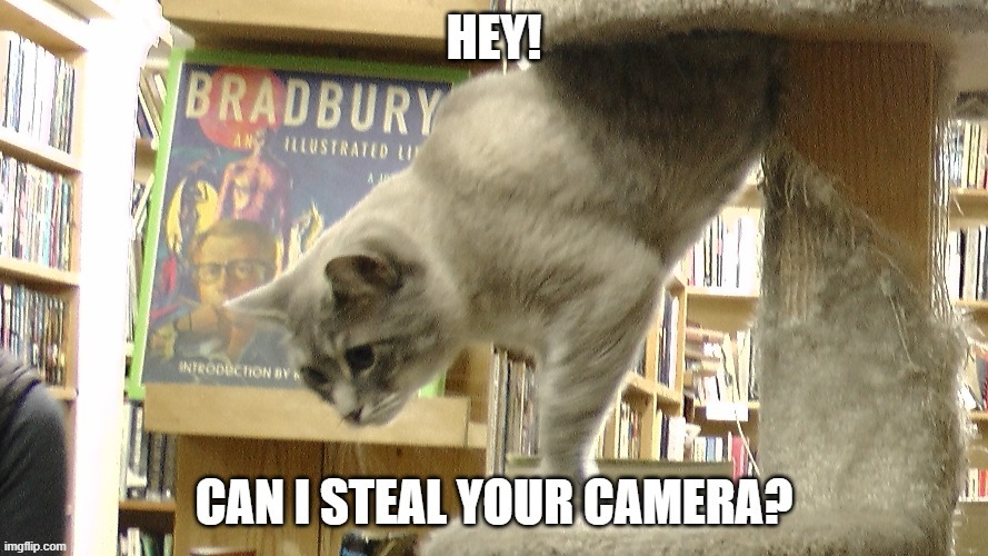 Hey...Can I Steal Your Camera? | image tagged in cats | made w/ Imgflip meme maker