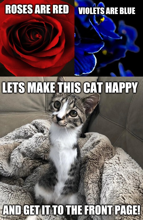 cat with 2 legs deserve love, GIVE HIM LOVE | VIOLETS ARE BLUE; ROSES ARE RED; LETS MAKE THIS CAT HAPPY; AND GET IT TO THE FRONT PAGE! | image tagged in roses are red violets are blue | made w/ Imgflip meme maker