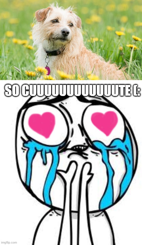 SO CUUUUUUUUUUUUTE (: | image tagged in this is so cute | made w/ Imgflip meme maker