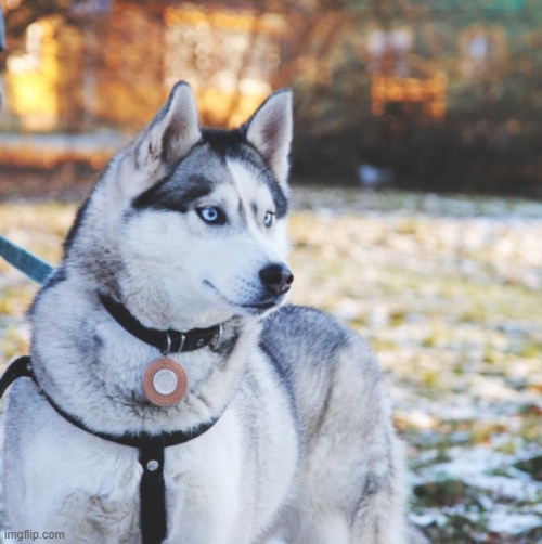 i love huskiesssssssssssssssssss | made w/ Imgflip meme maker