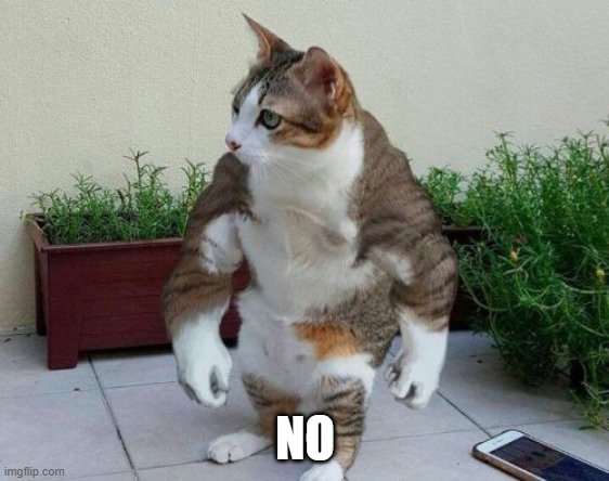 NO | made w/ Imgflip meme maker