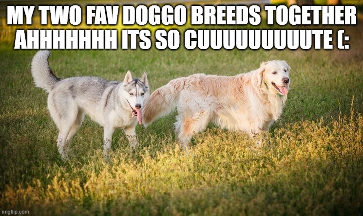 h u s k i e s and golden r e t r i v e r s | MY TWO FAV DOGGO BREEDS TOGETHER AHHHHHHH ITS SO CUUUUUUUUUTE (: | made w/ Imgflip meme maker