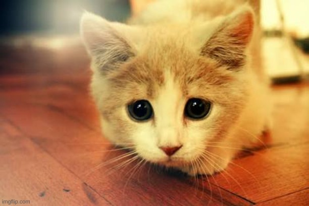 Cute cat | image tagged in cute cat | made w/ Imgflip meme maker