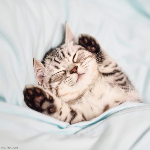 image tagged in cute cat wtf | made w/ Imgflip meme maker