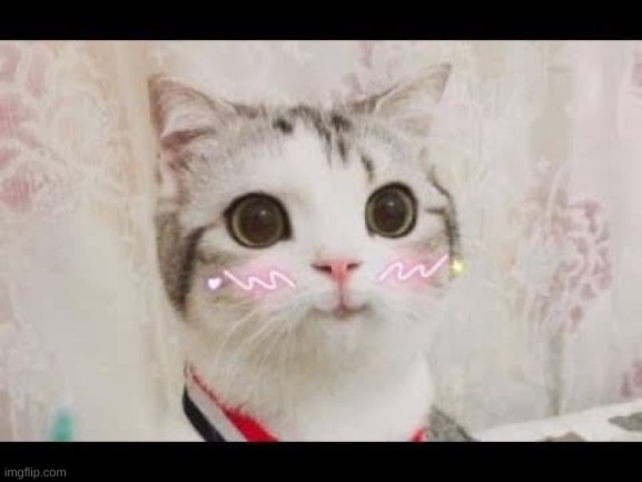 cute cat uwuw | image tagged in cute cat uwuw | made w/ Imgflip meme maker