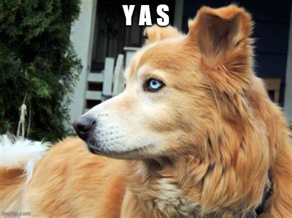 Y A S | made w/ Imgflip meme maker