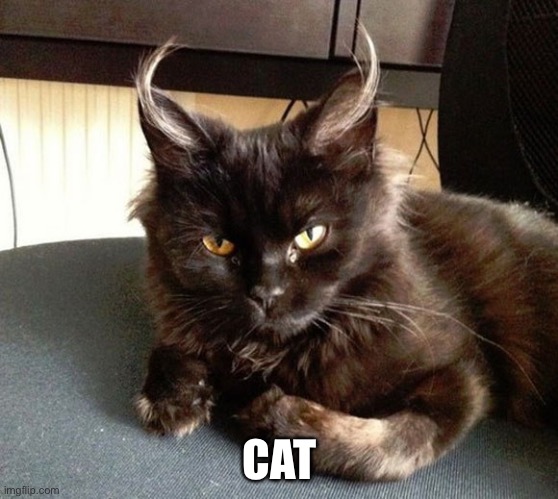 Cat | CAT | image tagged in satan cat | made w/ Imgflip meme maker