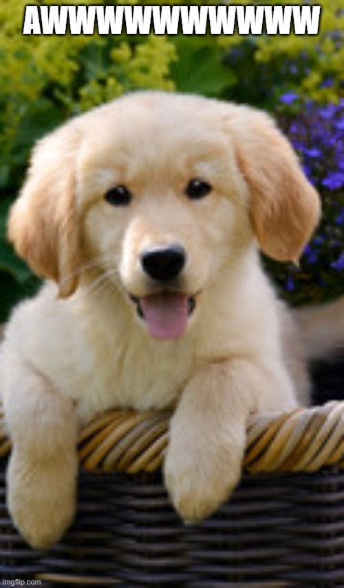 AWWWWWWWWWW | made w/ Imgflip meme maker