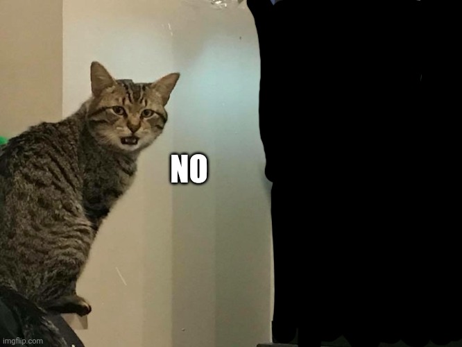 No Cat | NO | image tagged in no cat | made w/ Imgflip meme maker