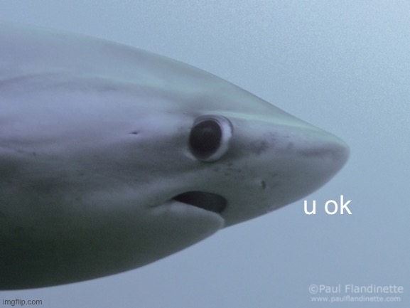 Shark u ok | u ok | image tagged in shark u ok | made w/ Imgflip meme maker