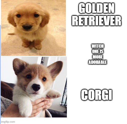 witch one |  GOLDEN RETRIEVER; WITCH ONE IS MORE ADORABLE; CORGI | image tagged in modern white back,corgi,golden retriever | made w/ Imgflip meme maker