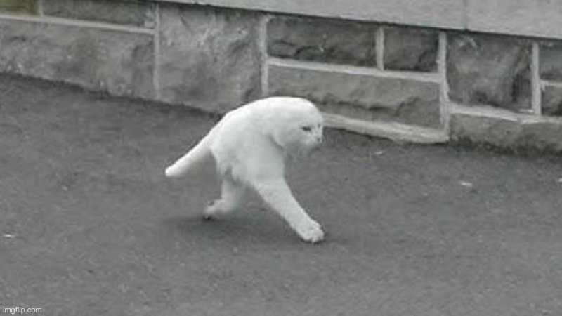 Bipedal cat | image tagged in bipedal cat | made w/ Imgflip meme maker