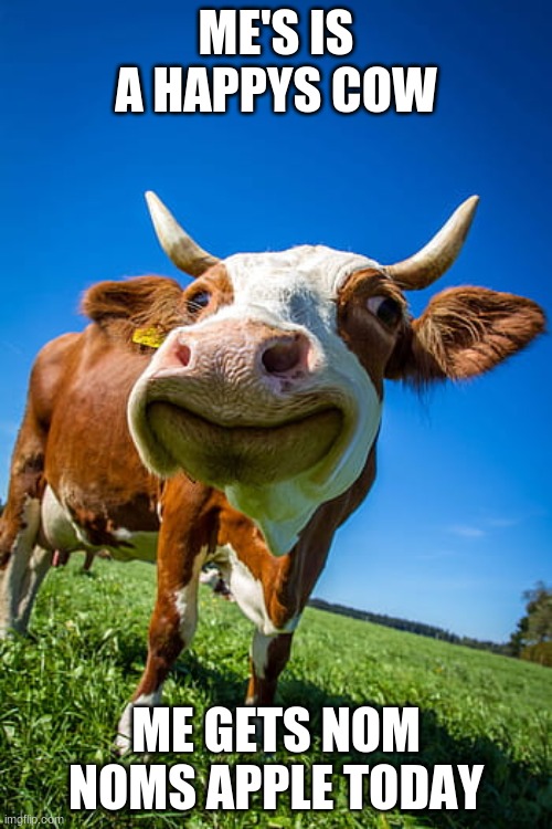 Da world happiest cow | ME'S IS A HAPPYS COW; ME GETS NOM NOMS APPLE TODAY | image tagged in cow | made w/ Imgflip meme maker