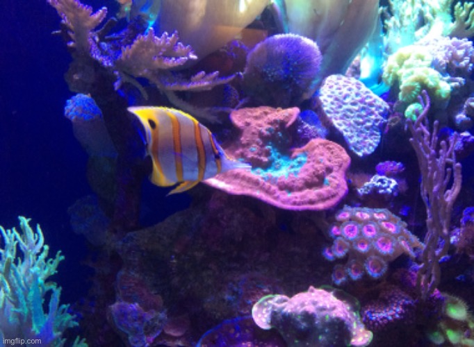 Pretty Fishy | image tagged in photo,fishy,pretty | made w/ Imgflip meme maker