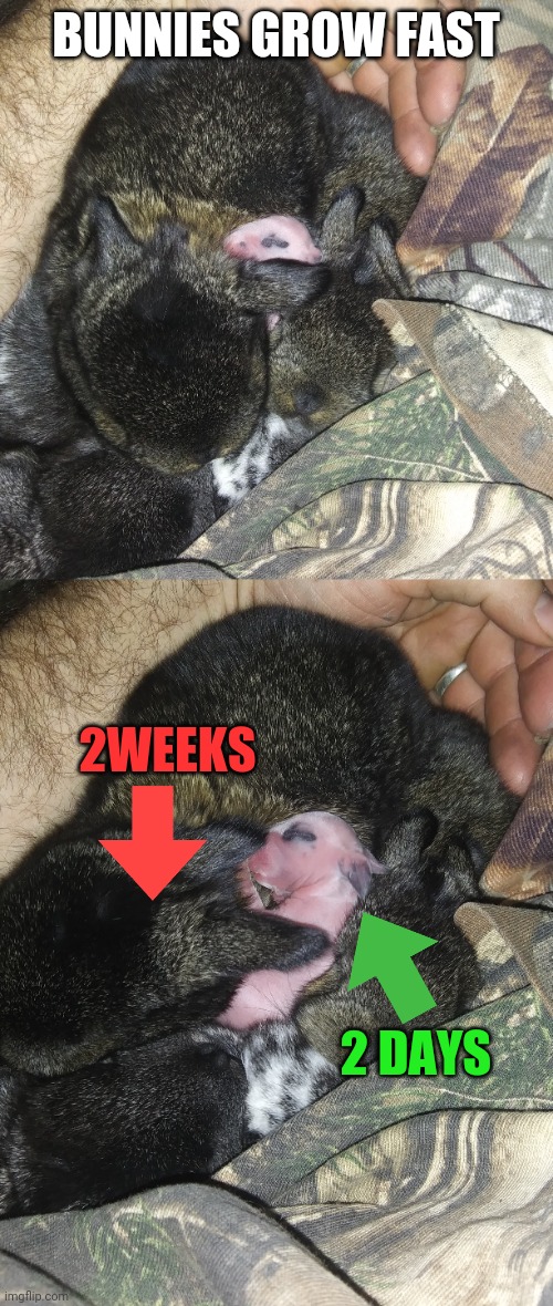 AWW BABY BUNNIES | BUNNIES GROW FAST; 2WEEKS; 2 DAYS | image tagged in baby,bunnies,rabbits,aww | made w/ Imgflip meme maker