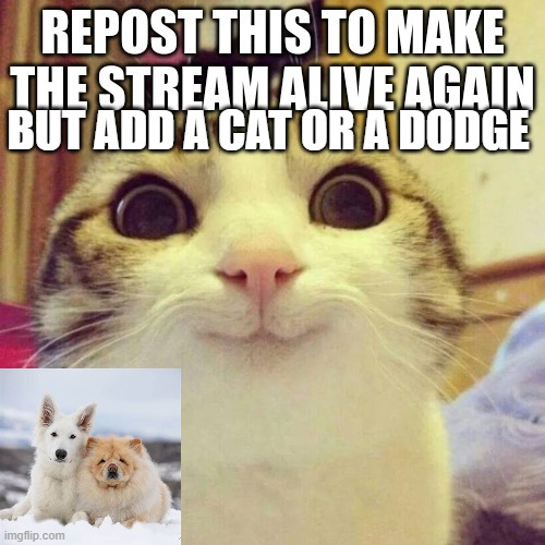 BUT ADD A CAT OR A DODGE | made w/ Imgflip meme maker