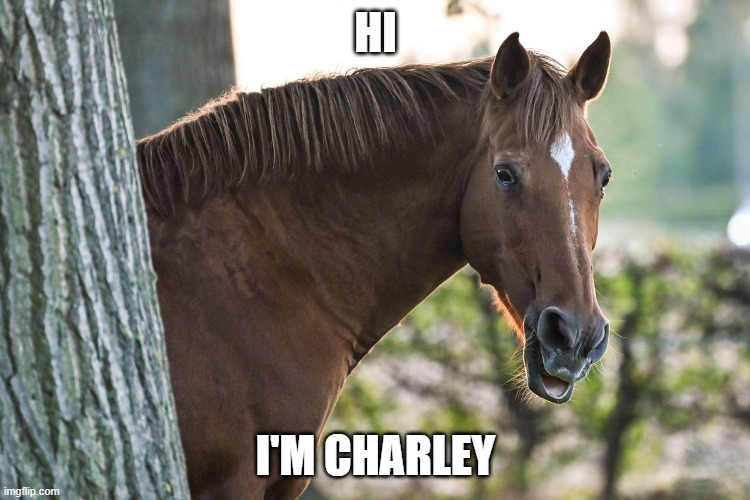 Charley Horse | HI; I'M CHARLEY | image tagged in imma,kill,this,horse,memes | made w/ Imgflip meme maker
