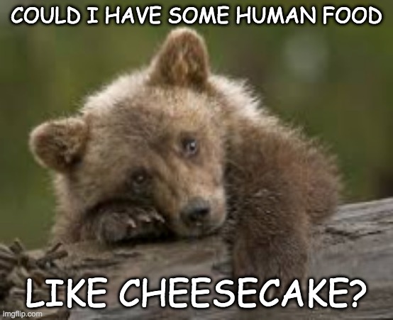 Woke up from hibernating to ask . . . | COULD I HAVE SOME HUMAN FOOD LIKE CHEESECAKE? | image tagged in sad bear cub,food,treat,holidays | made w/ Imgflip meme maker